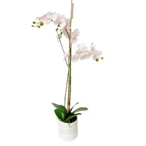 Orhidee potsi roosa (2oksa; h75cm)
